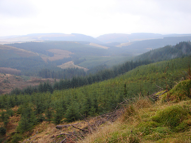 Hafren Forest. Picture: Wikipedia.