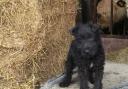 The terrier was stolen from a property in Newbridge, along with machinery
