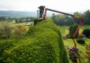 National Trust gardener Dan Bull works from a cherry-picker to trim a section of 14m-high yew hedge at Powis Castle near Welshpool. The famous 'tumps' are more than 300 years old and it takes one gardener 10 weeks each autumn to clip them,