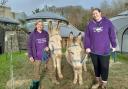 Louise Peeters of Dyfi Donkeys and student volunteer, Claire Bailey.  Stressed-out university students have been given help relaxing from the pressure of exams - with therapy DONKEYS.  See SWNS story SWLSdonkey.  Muffin and Spot have been helping