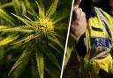 Cannabis plants found at Powys man's flat 'could have been worth £5,000'