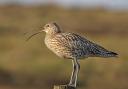 Curlew alarm calling from post