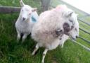 Several sheep have been found recently with severe bite type injuries in the Trecastle area