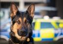 Stock image of a police dog and car.