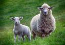 A sheep and a lamb