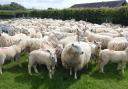 RamCompare are encouraging sheep farmers to get involved in their new scheme