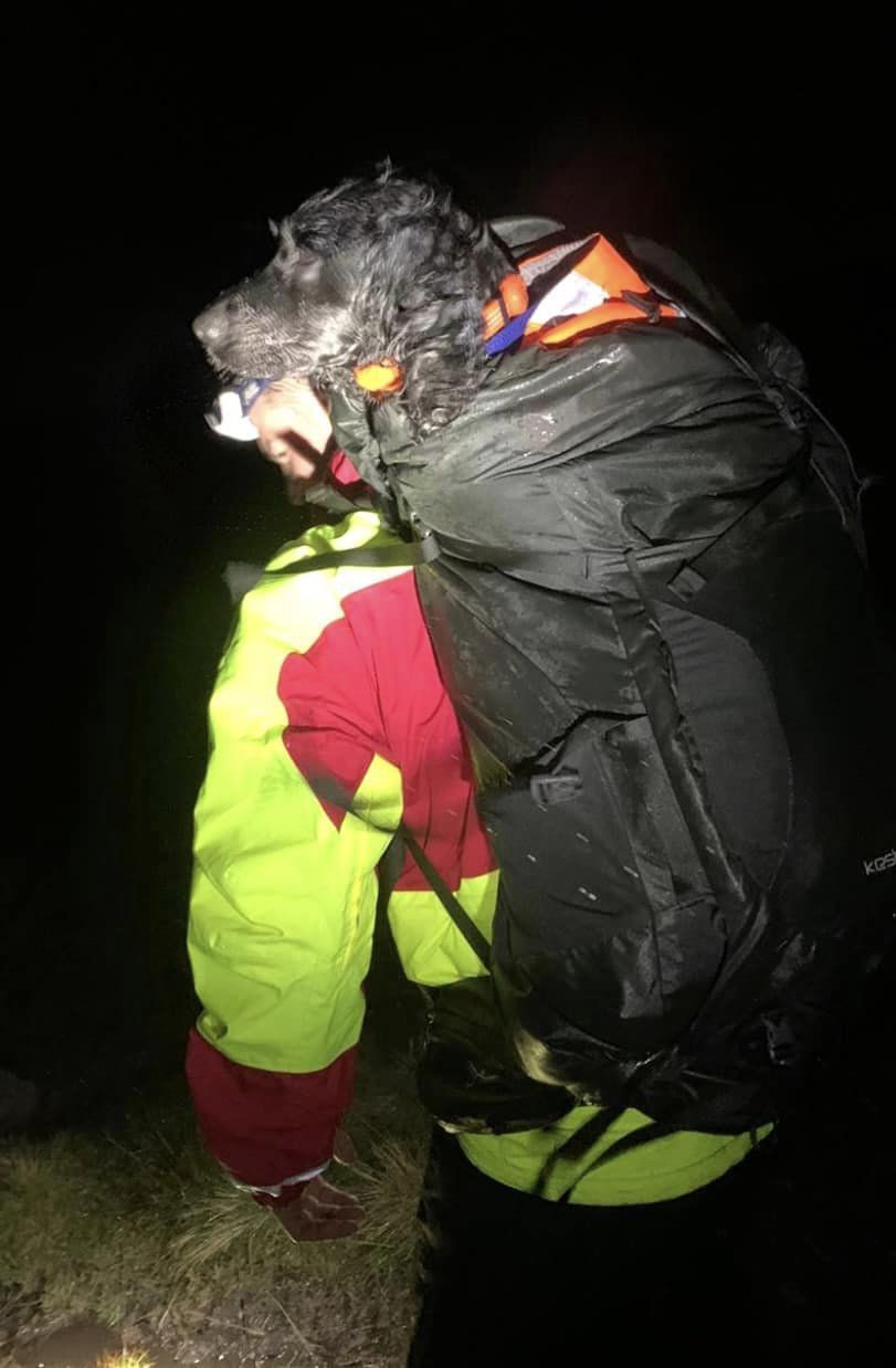 Alfie the cocker spaniel being carried in heated rucksack down a hill by a Brecon Mountain Rescue Team member [January 5 2023]. Picture by Brecon Mountain Rescue Team.