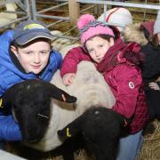 Royal Welsh Winter Fair 2021. Pictured (left to right) are siblings William, Catrin and Harriet Pugh from St Harmon near Rhayader. They would go on to win a first-place prize in the Coloured Ryeland section on Monday
Picture by Phil Blagg