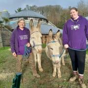Louise Peeters of Dyfi Donkeys and student volunteer, Claire Bailey.  Stressed-out university students have been given help relaxing from the pressure of exams - with therapy DONKEYS.  See SWNS story SWLSdonkey.  Muffin and Spot have been helping