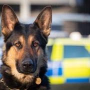 Stock image of a police dog and car.