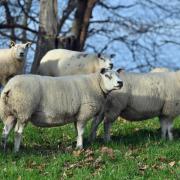 Texel and Charollais ewes from Neil Vance’s pure bred flock which will be sold later this month.