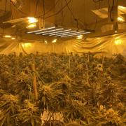 A cannabis farm discovered on three floors above Llandrindod's HSBC bank has police officers quietly hoping it could lead to one of the biggest drugs hauls in force history.