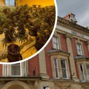 Around 2,000 cannabis plants were seized from flats above the HSBC branch in Llandrindod Wells.