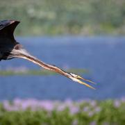 A very rare Purple Heron has been spotted in Powys