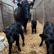 A Pedigree Welsh Black Cow and her trio of healthy calves, on the Davies family farm in Montgomeryshire.