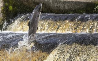 A salmon: Pic: Owen Humphreys/PA Wire.