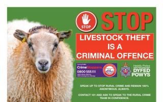 Six ewes were stolen between June 13-15