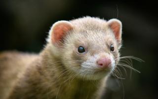 A stray ferret has been seen on the loose around Newtown