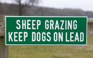 Police reported 3 incidents of sheep worrying in the same area of Powys last week