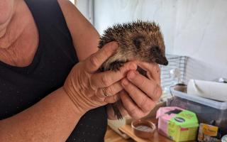 One of the Hedgehogs rescued by Hokey Pokey
