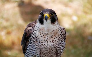 A peregrine falcon similar to that lost in Powys.