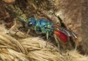 The colourful ruby-tailed wasp, pictured in Welshpool.