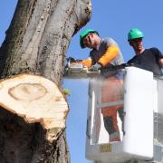 Workers cutting down a tree.