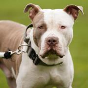 Newtown man disputes the seizure of his XL bully dog by Dyfed-Powys Police