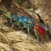 The colourful ruby-tailed wasp, pictured in Welshpool.