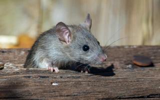 A group of mice were responsible for a broadband outage in Llanfair Caereinion.