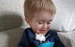 Stuart Little the mouse in his new home after being rescued by RSPCA