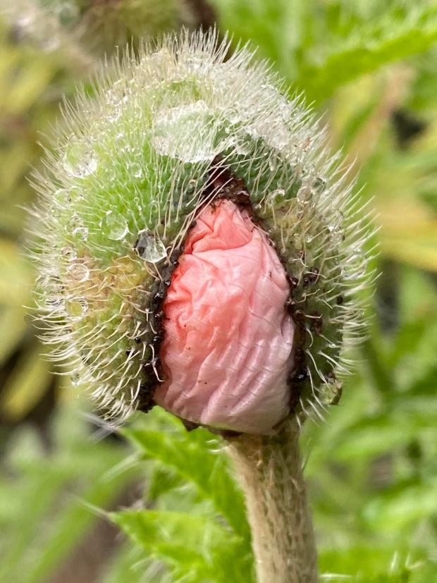 County Times: A poppy ready to burst.  Photo by Sarah Humphreys Evans.