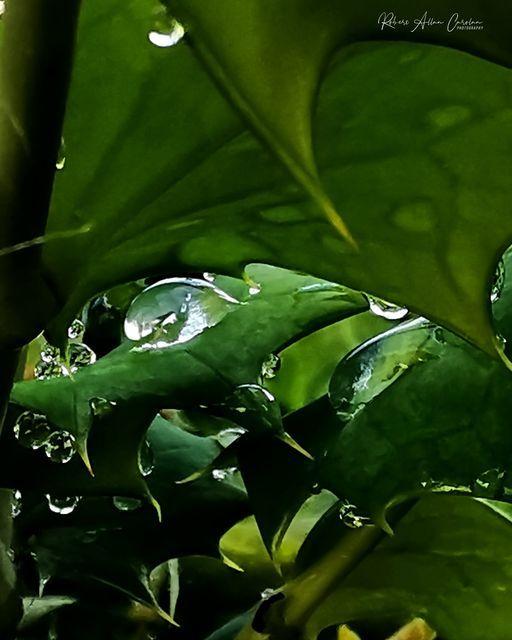 County Times: Rain on a leaf.  Photo by Rob Carolan.