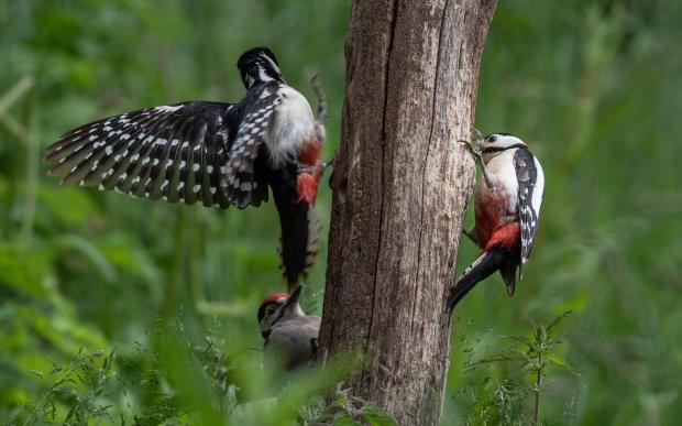 County Times: A family of woodpeckers.  Photo by Dave Lister.