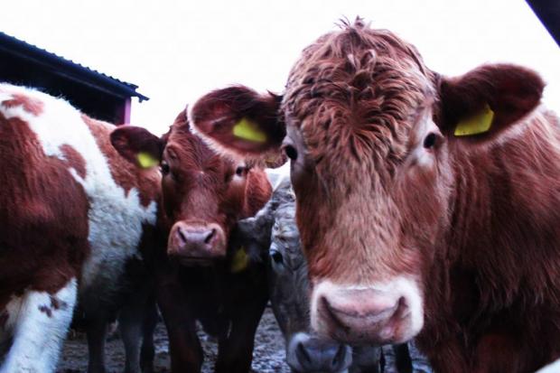 These “curious cows” were sent in by Sarah Howells.