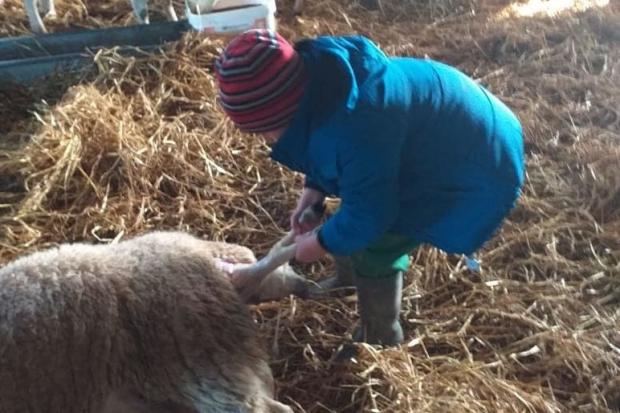 Anne Davies sent in this picture of six-year-old Harry Davies from Montgomery “delivering his first lamb”.