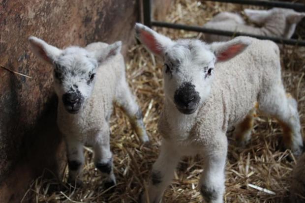 This picture from the “lambing shed” was sent in by Sarah Howells.