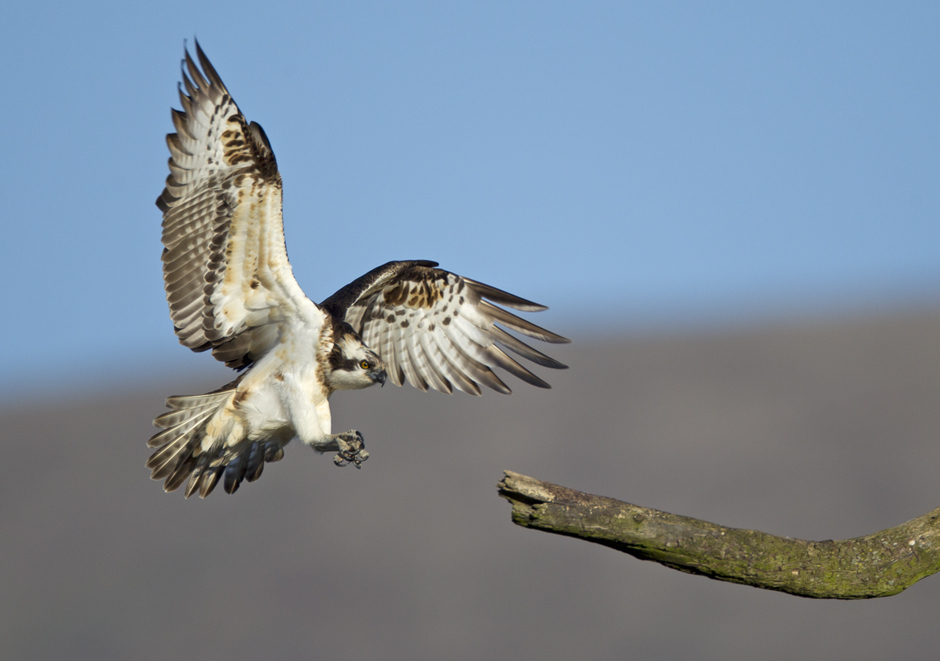 Monty lands on his favourite branch. Picture: Dyfi Osprey Project.