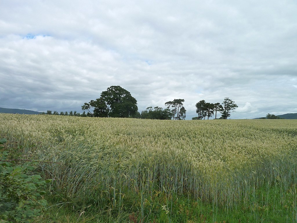 A field of barley near Forden. Picture by Penny Mayes/Geograph.