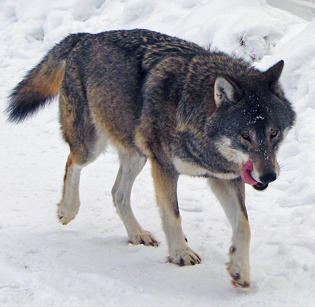 Grey wolf. Picture by Daniel Mott/Wiki.