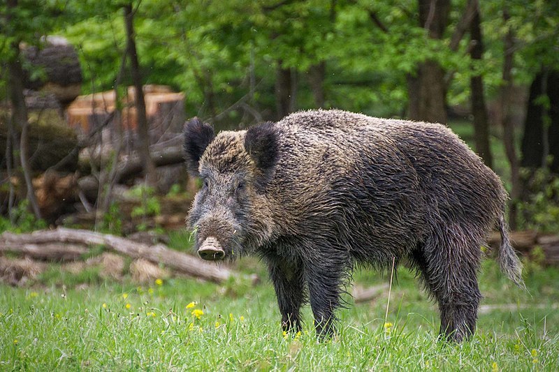 Wild Boar. Picture by Valentin Panzirsch/Wiki.