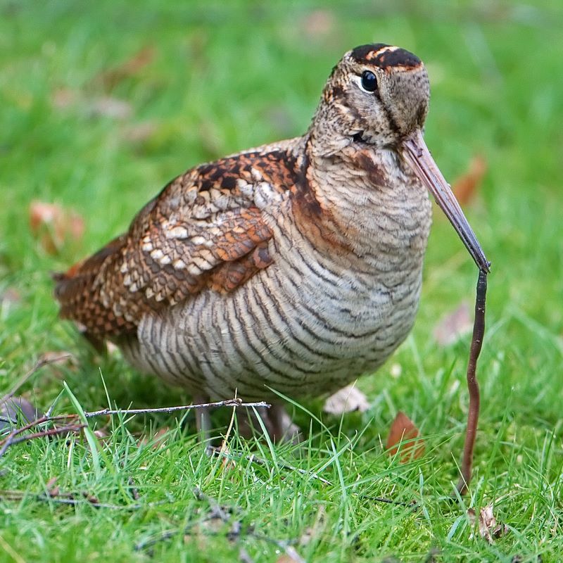 A woodcock. Picture by Ronald Slabke/Wiki.