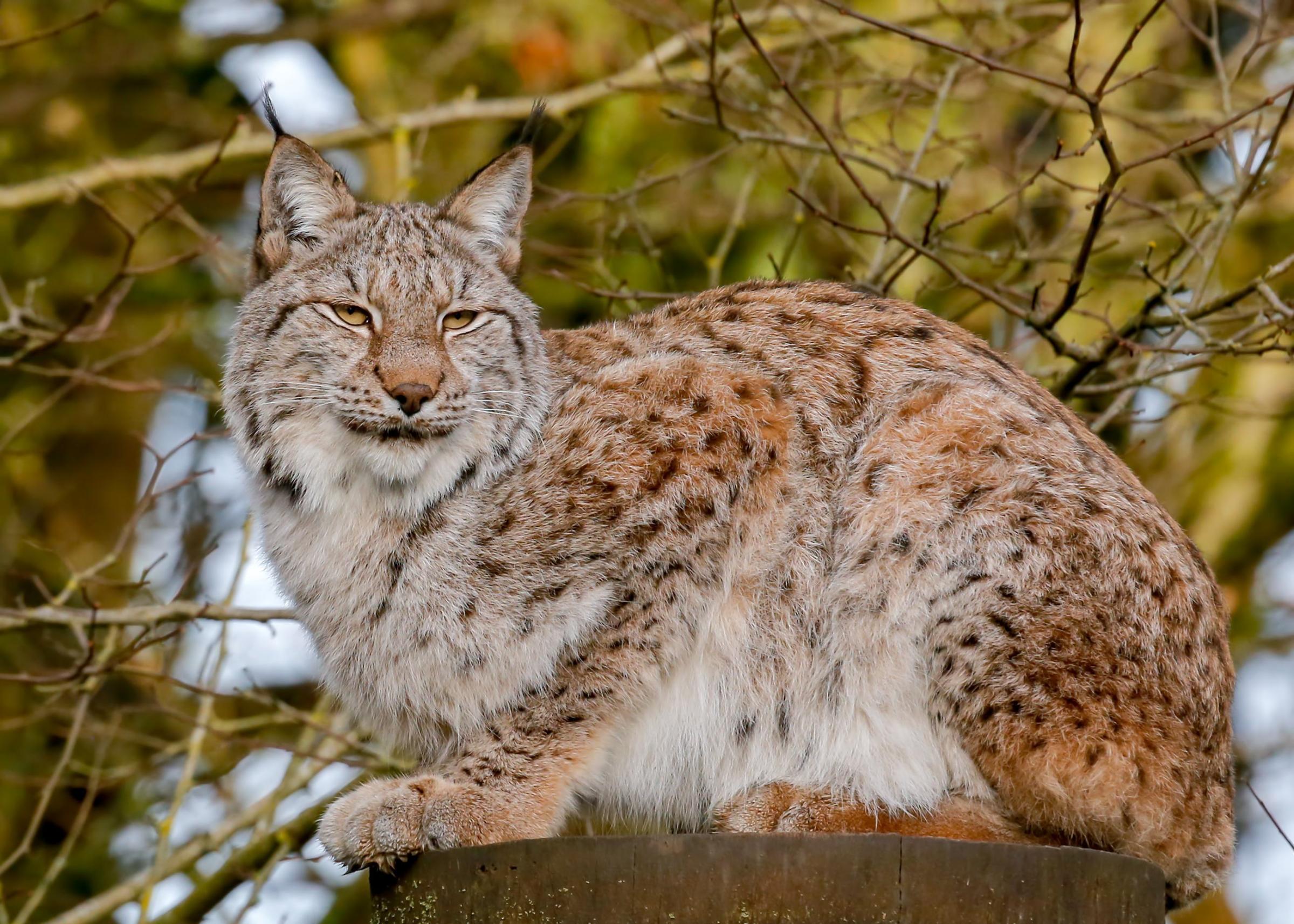 A lynx. Picture by Charlie Jackson/Wiki.