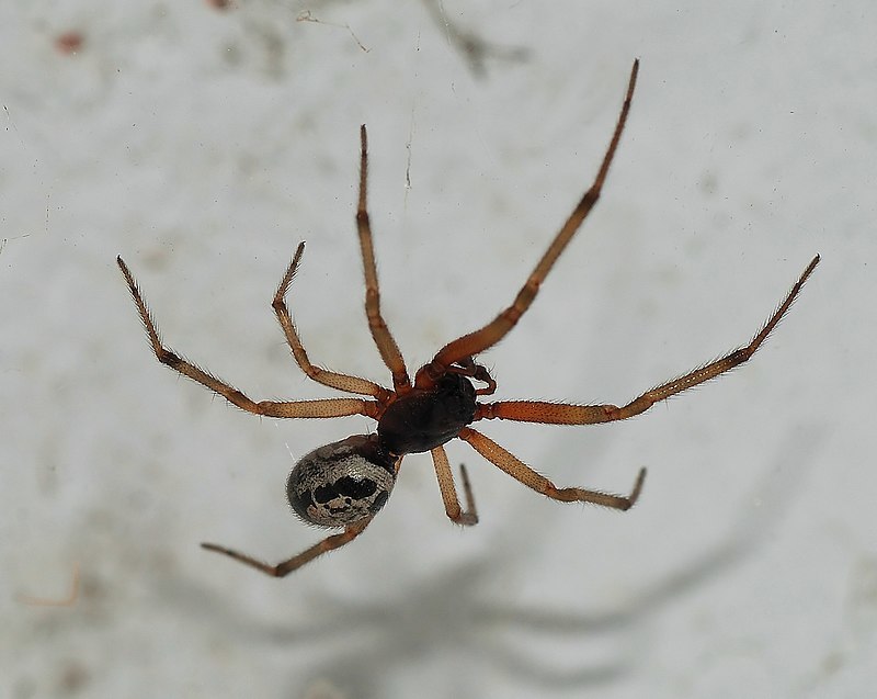 The False Widow spider. Picture by Alvesgaspar/Wiki.