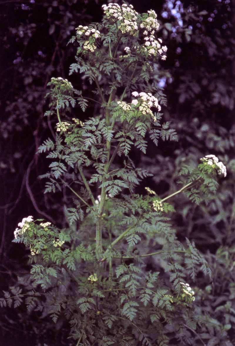 Hemlock. Picture by Conium/Wiki.
