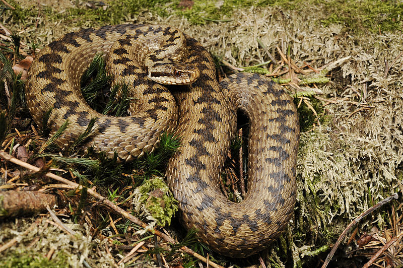 The European adder. Picture by Benny Trapp/Wiki.