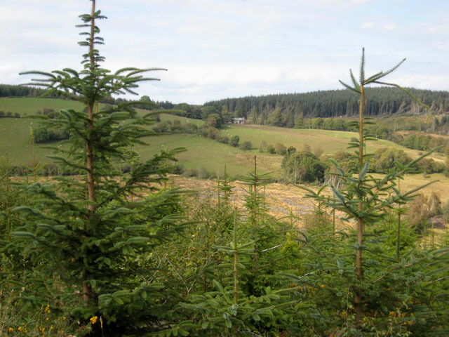 Dyfnant Forest. Picture by Oliver Dixon/Wiki.