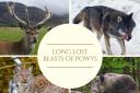 Long lost beasts and birds of Powys.