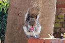 A squirrel enjoys a lollipop. Picture by Clive Poston.