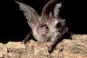 John Price faces one charge of destroying the breeding site of brown long eared bats, a protected European species.